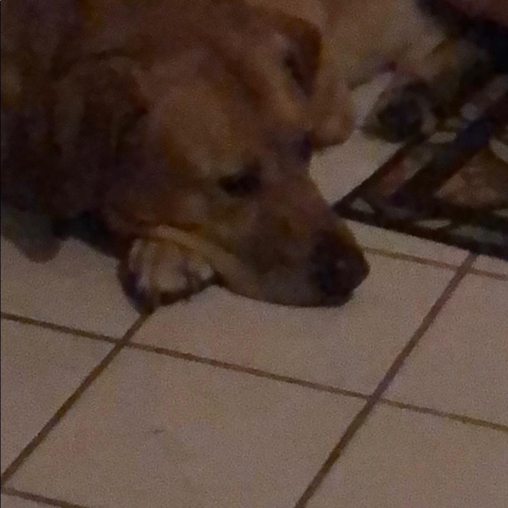 Meet your Posher, Rose